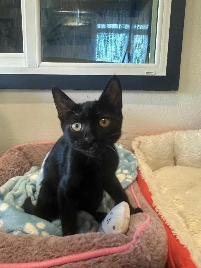 Sandy @PetSmart Salem thumbnail 3