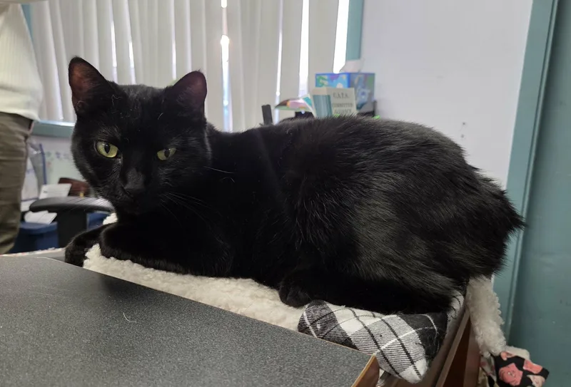 Jellybean thumbnail 2