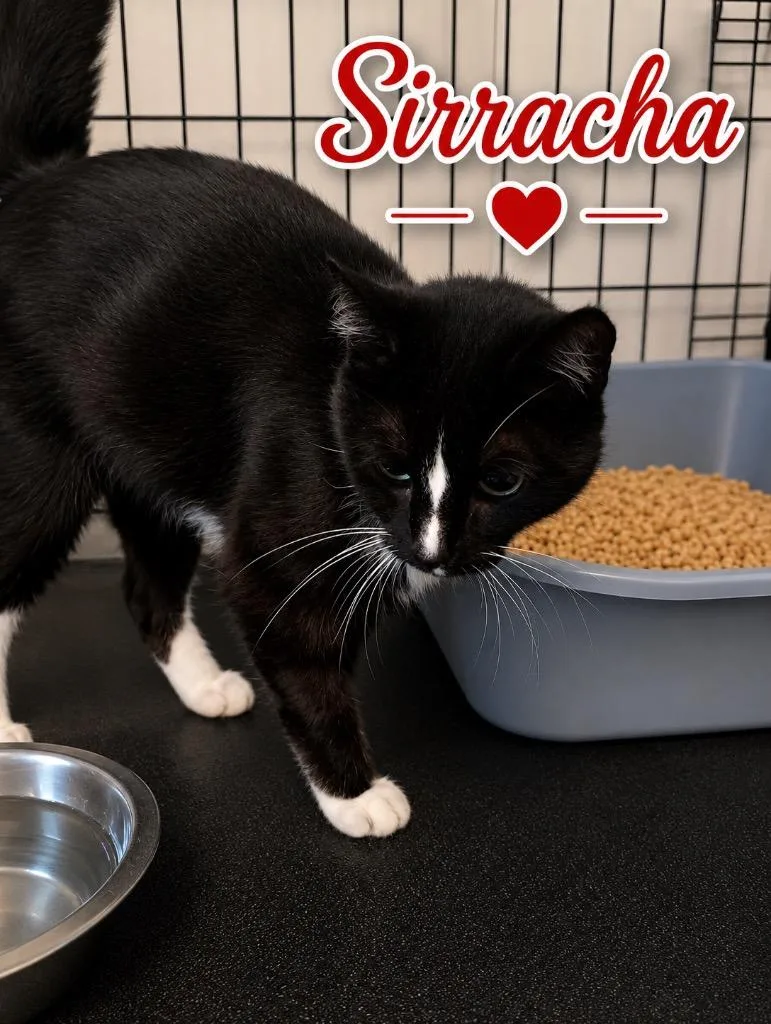 A young large-sized female Domestic Short Hair cat named Sirracha for adoption in Dalton, GA