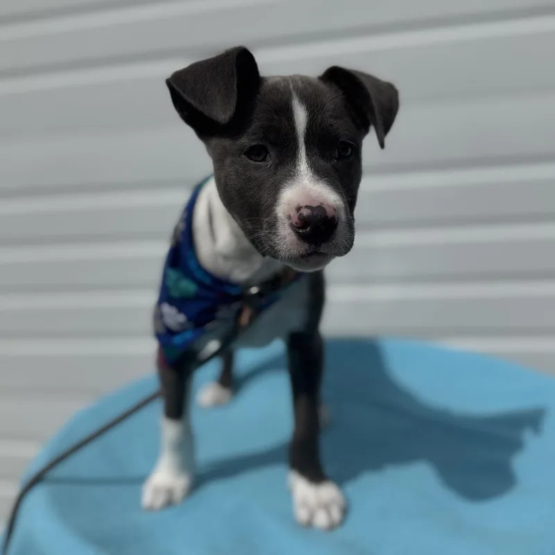 A baby small-sized male Gray / Blue / Silver Pit Bull Terrier dog named Fargo for adoption in Newberg, OR