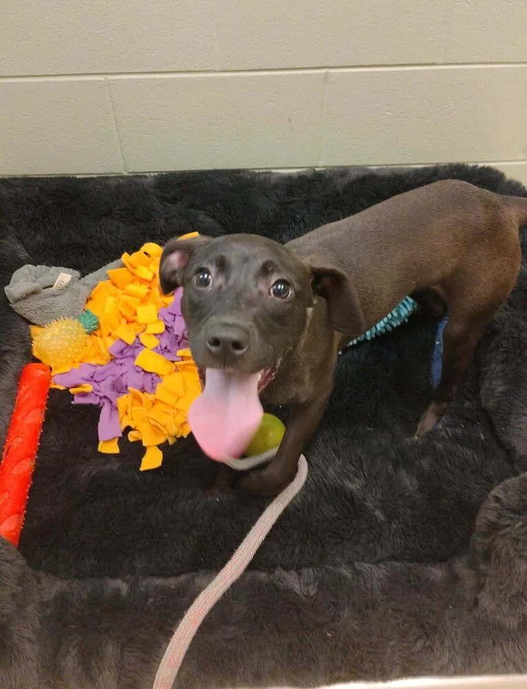 A young medium-sized female Black Staffordshire Bull Terrier dog named Jade for adoption in Kalamazoo, MI