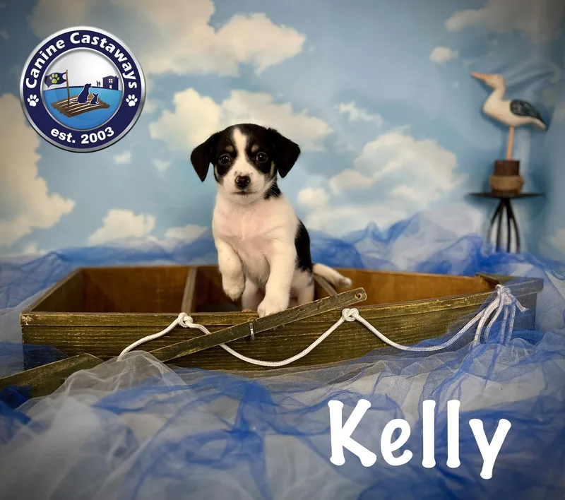 A baby small-sized female White / Cream Rat Terrier dog named Kelly for adoption in Arcadia, FL