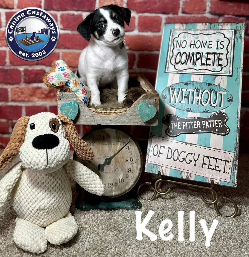 Kelly thumbnail 2