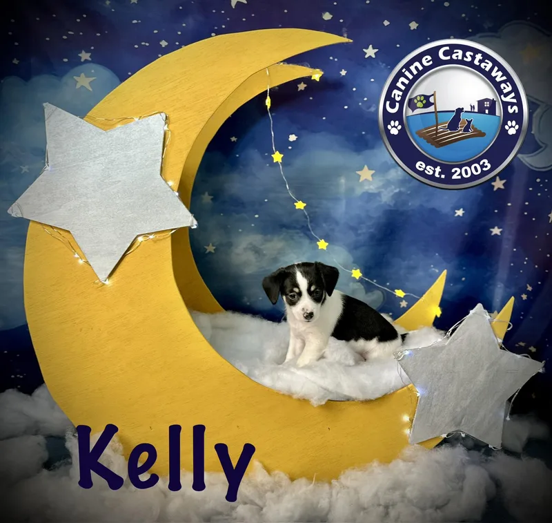 Kelly thumbnail 3