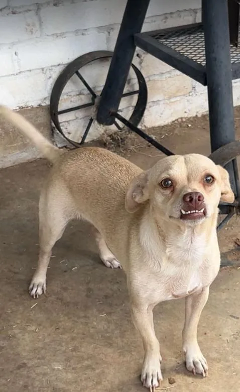 A young small-sized male Chihuahua dog named Riggins In Tx for adoption in Cranston, RI