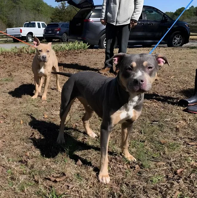 An adult medium-sized female Tricolor (Brown, Black, & White) Staffordshire Bull Terrier dog named Xena for adoption in Naperville, IL