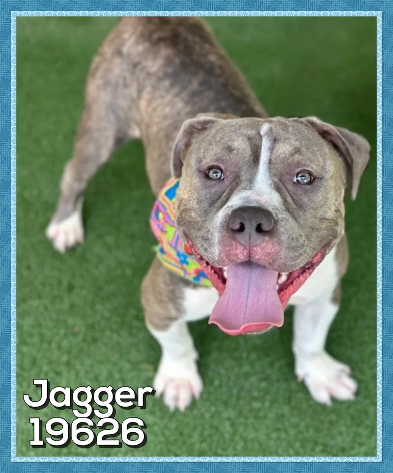 A young large-sized male Brindle American Bully dog named Jagger for adoption in Marietta, GA