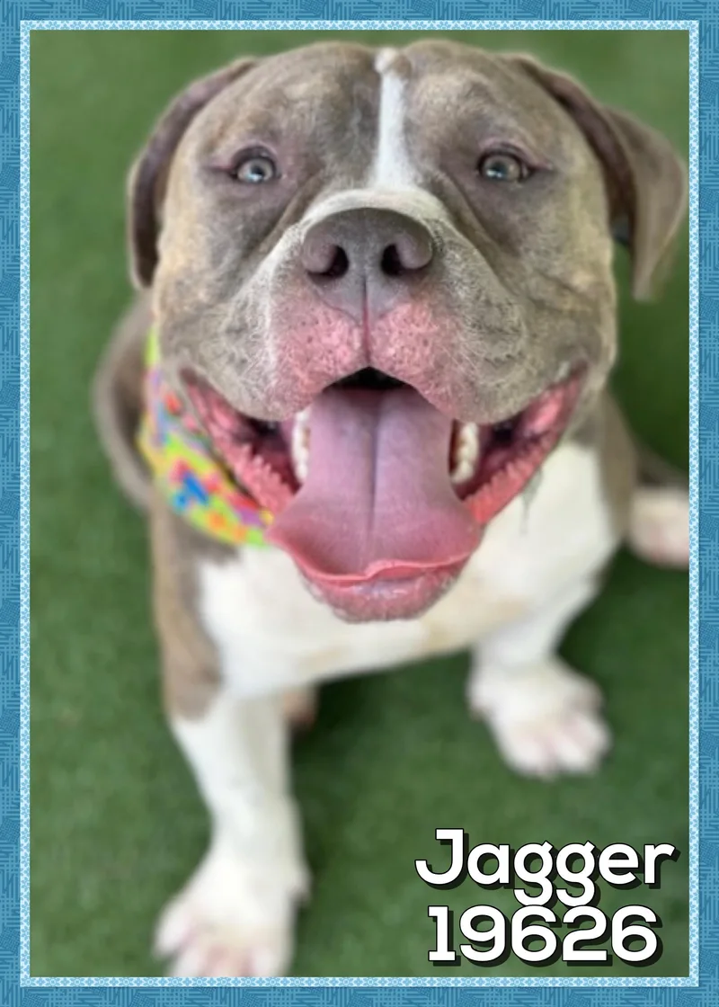 Jagger thumbnail 3