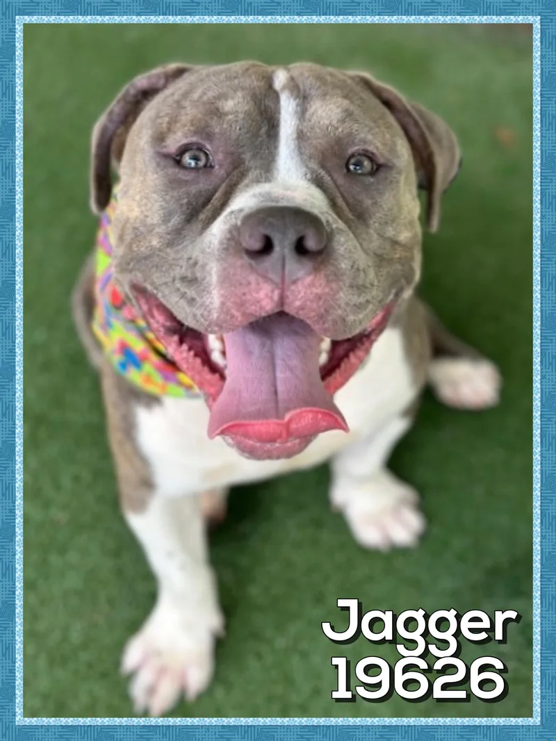 Jagger thumbnail 4