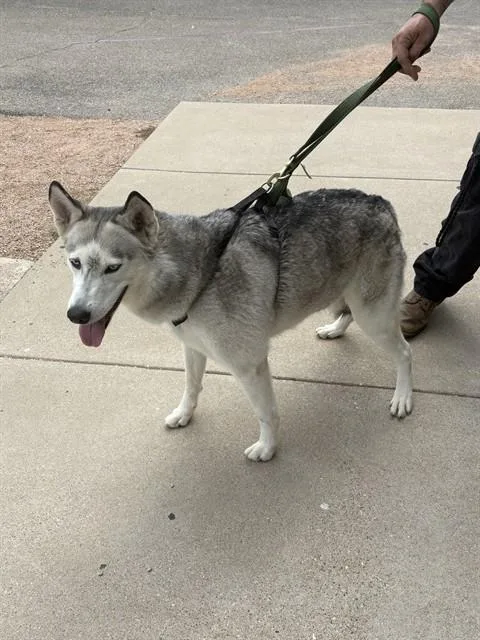 An adult medium-sized female Siberian Husky dog named Stray Hold for adoption in Killeen, TX