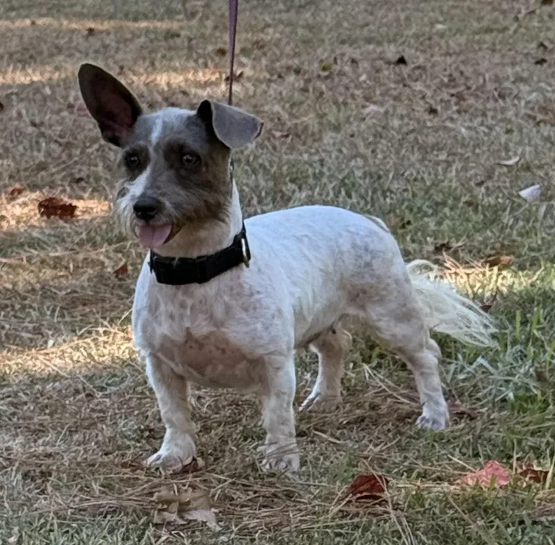 An adult small-sized female Maltese dog named Harper for adoption in Texarkana, TX