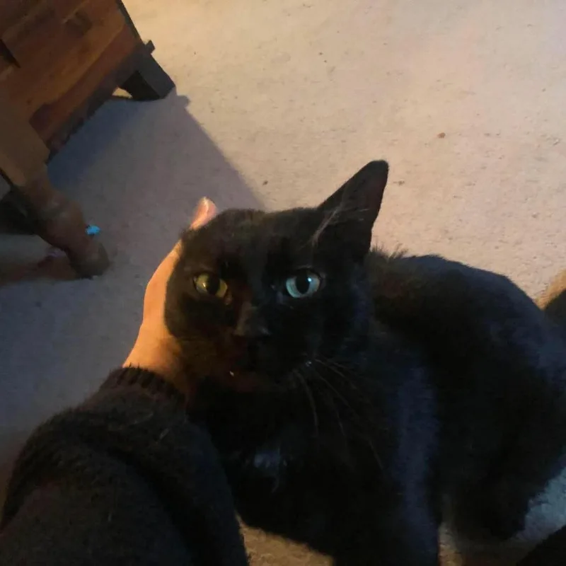 An adult small-sized male Black Domestic Short Hair cat named Happy for adoption in Johnstown, PA
