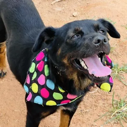 A young small-sized female Terrier dog named Lexi $ for adoption in Seneca, SC
