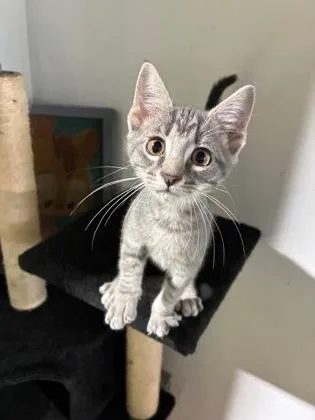 A baby small-sized male Domestic Short Hair cat named Doc for adoption in New Orleans, LA