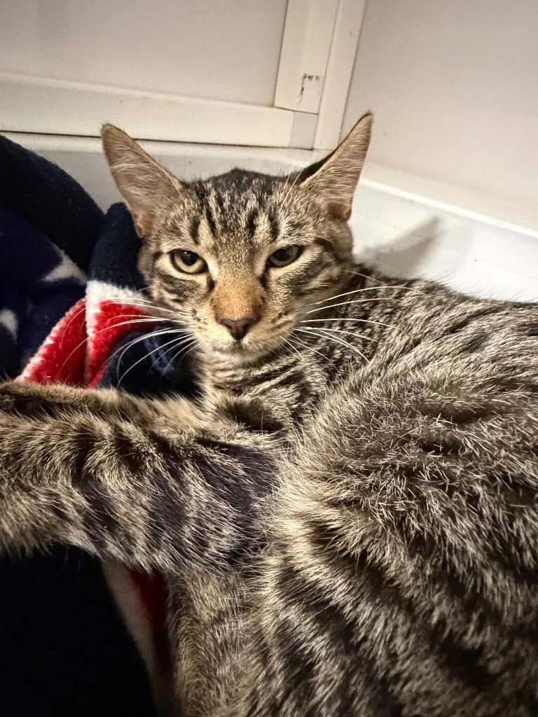 A baby small-sized male American Bobtail cat named Aslan for adoption in St. Augustine, FL