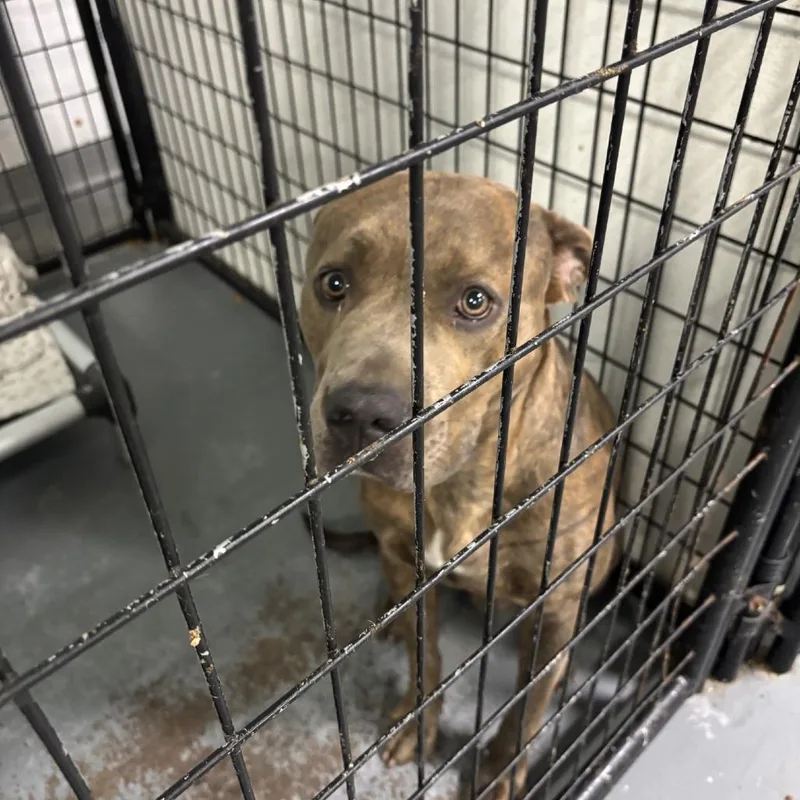An adult large-sized male Brindle Terrier dog named Troy Bolton for adoption in St. Louis, MO