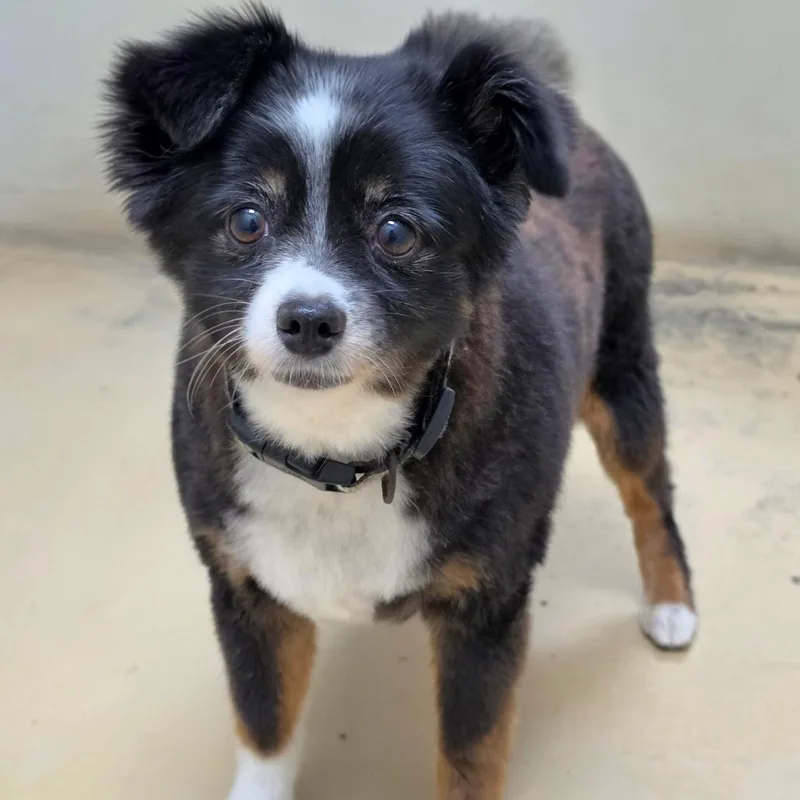 An adult small-sized female Black Australian Shepherd dog named Annie  Chino Hills for adoption in Chino Hills, CA