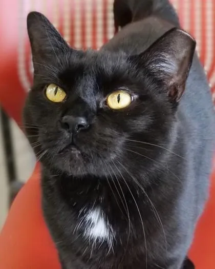 An adult medium-sized female Domestic Short Hair cat named Shadow for adoption in Fishers, IN
