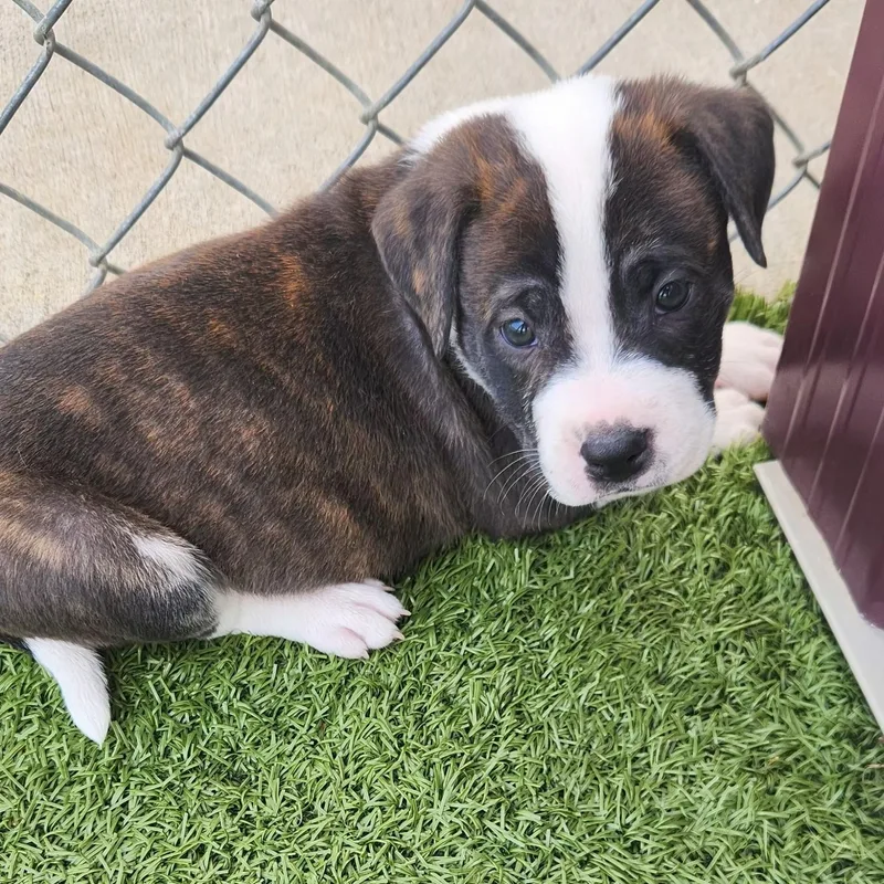 A baby medium-sized male Brindle Pit Bull Terrier dog named Batman for adoption in Boonville, MO