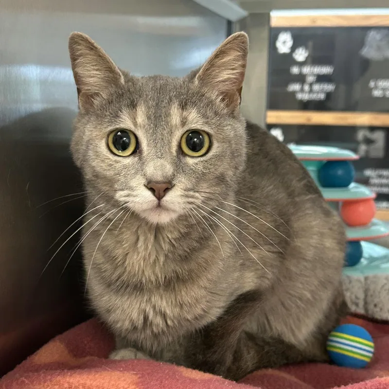 An adult medium-sized female Calico Domestic Short Hair cat named Sky for adoption in Ottawa, KS