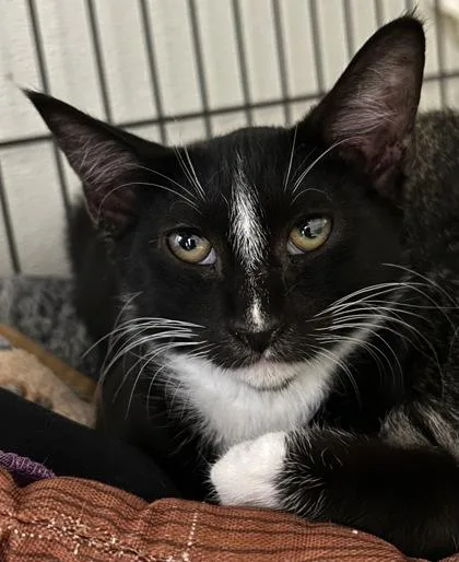 A young small-sized male Domestic Short Hair cat named Skip for adoption in Phoenix, AZ