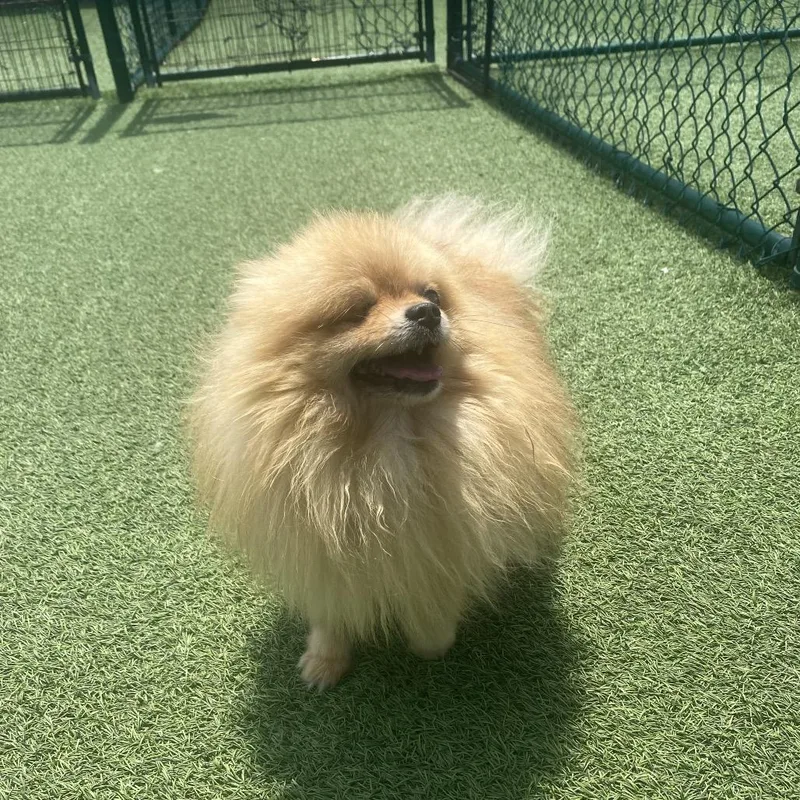 An adult small-sized female White / Cream Pomeranian dog named Dolly for adoption in LOXAHATCHEE, FL