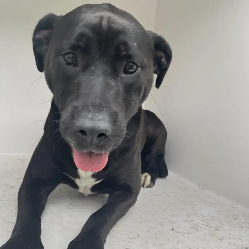 An adult large-sized female Black Mixed Breed dog named Bree for adoption in Chattanooga, TN