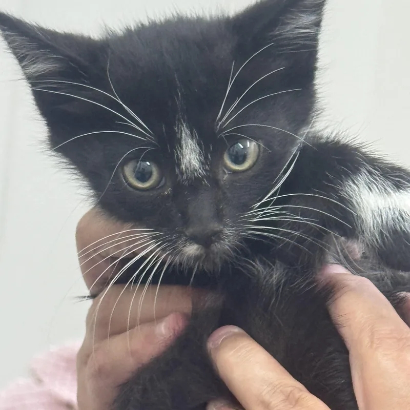 A baby medium-sized male Black Domestic Short Hair cat named Cricket for adoption in Sonora, CA