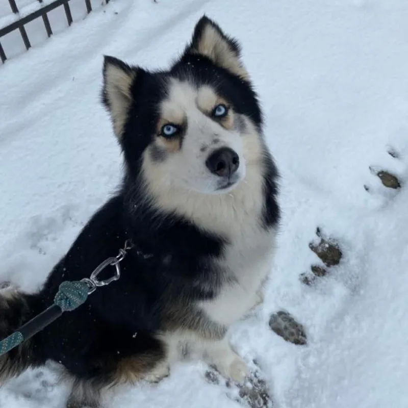An adult large-sized male Black Husky dog named Brave for adoption in Newark, NJ