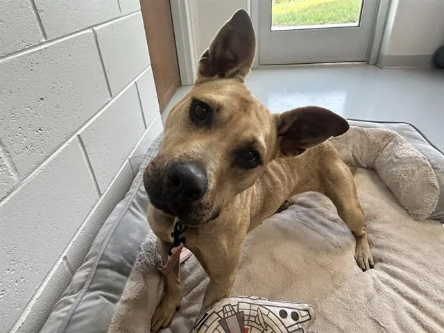 An adult medium-sized female Pit Bull Terrier dog named Kanga for adoption in Ocala, FL