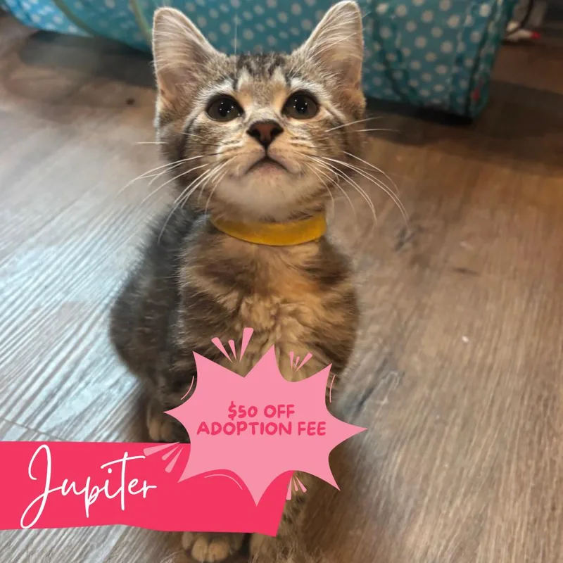 A baby medium-sized female Tabby (Brown / Chocolate) Domestic Short Hair cat named Sailor Jupiter for adoption in Chattanooga, TN