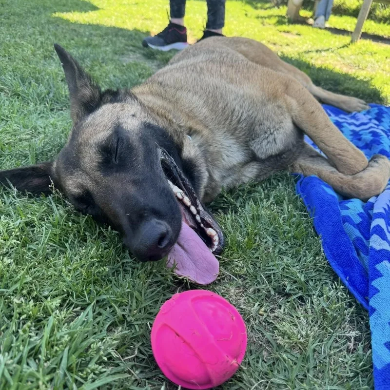A young medium-sized female Yellow / Tan / Blond / Fawn Belgian Shepherd / Malinois dog named Nova for adoption in Murrieta, CA