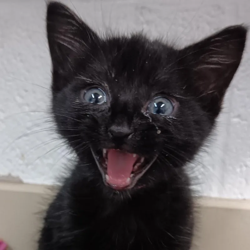 A baby small-sized female Black Domestic Short Hair cat named Moon for adoption in Ardmore, OK