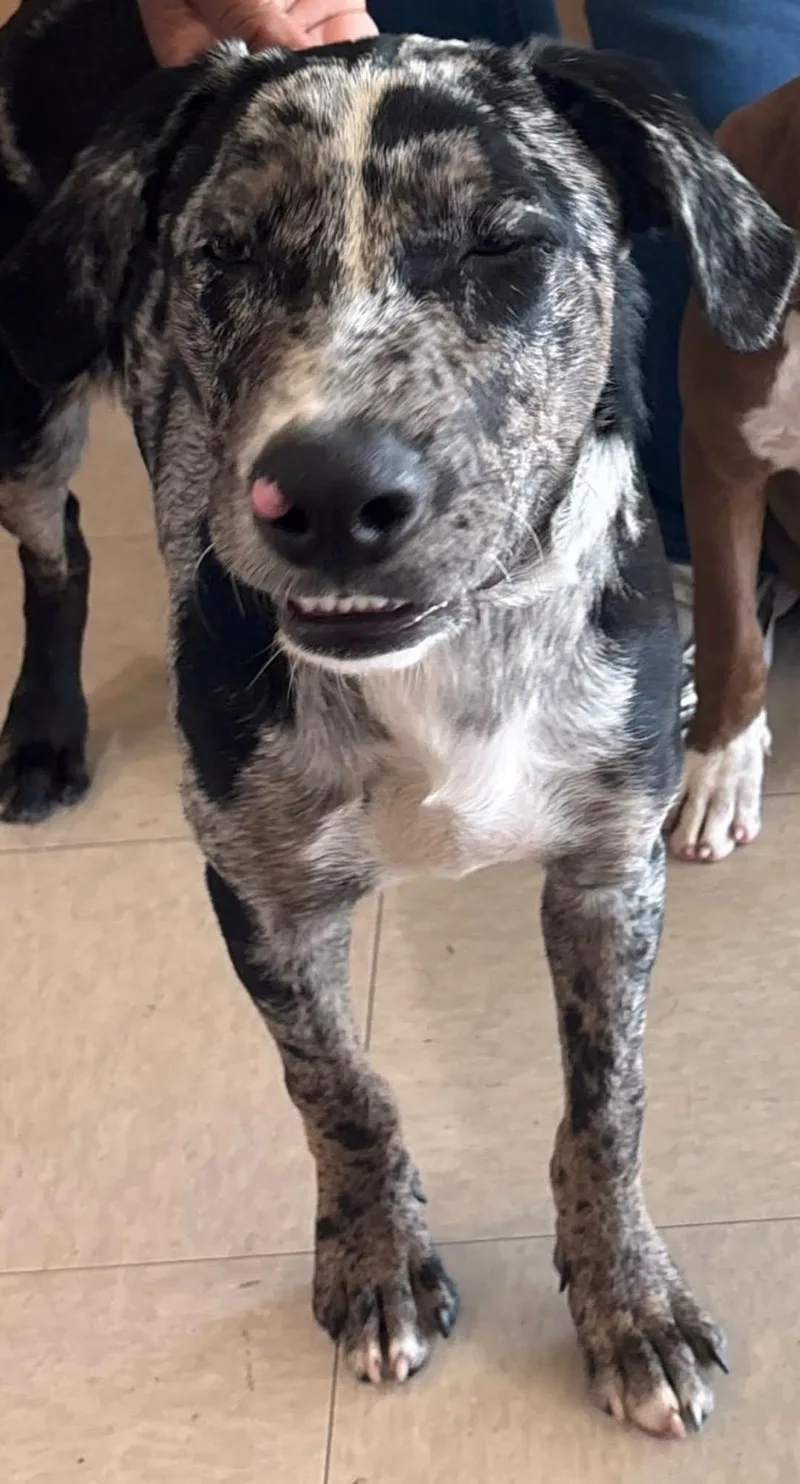 A young medium-sized male Catahoula Leopard Dog dog named James for adoption in Rowlett, TX