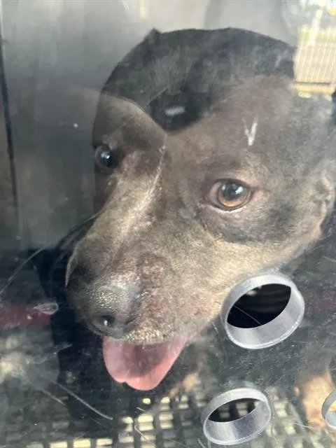 A senior medium-sized male Mixed Breed dog named Yoshi for adoption in Dallas, TX