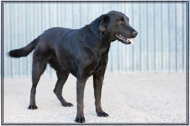 An adult medium-sized female Labrador Retriever dog named Naomi for adoption in Albuquerque, NM