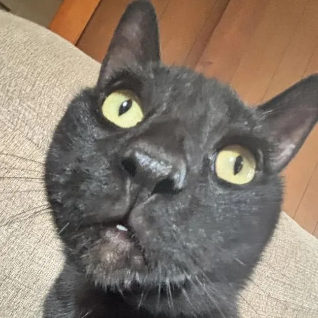 An adult large-sized male Black Domestic Short Hair cat named Clyde for adoption in Troy, IL
