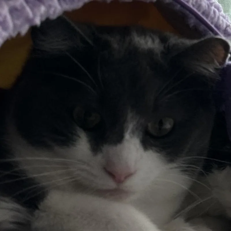 A young medium-sized female Domestic Short Hair cat named Smoki for adoption in Ruckersville, VA