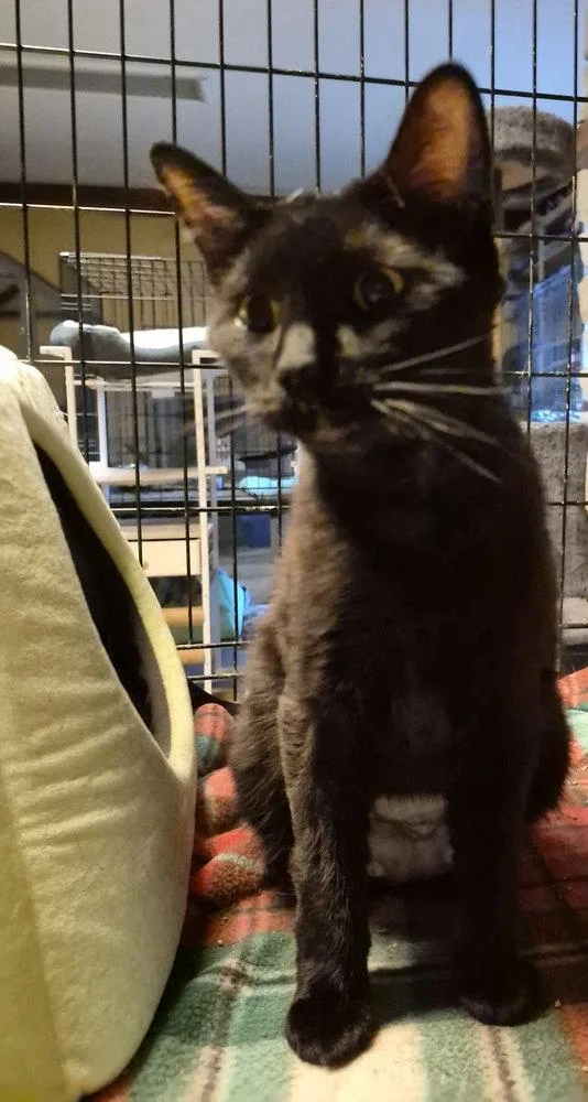 A young medium-sized female Black Domestic Short Hair cat named Midnight Moon for adoption in O'Fallon, MO