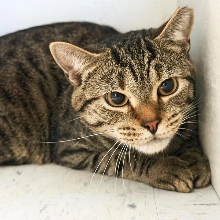 An adult medium-sized male Brown / Chocolate Domestic Short Hair cat named Hanson for adoption in Kennebunk, ME