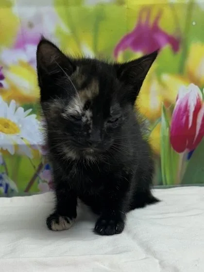 A baby small-sized female Domestic Short Hair cat named Quarter for adoption in San Antonio, TX