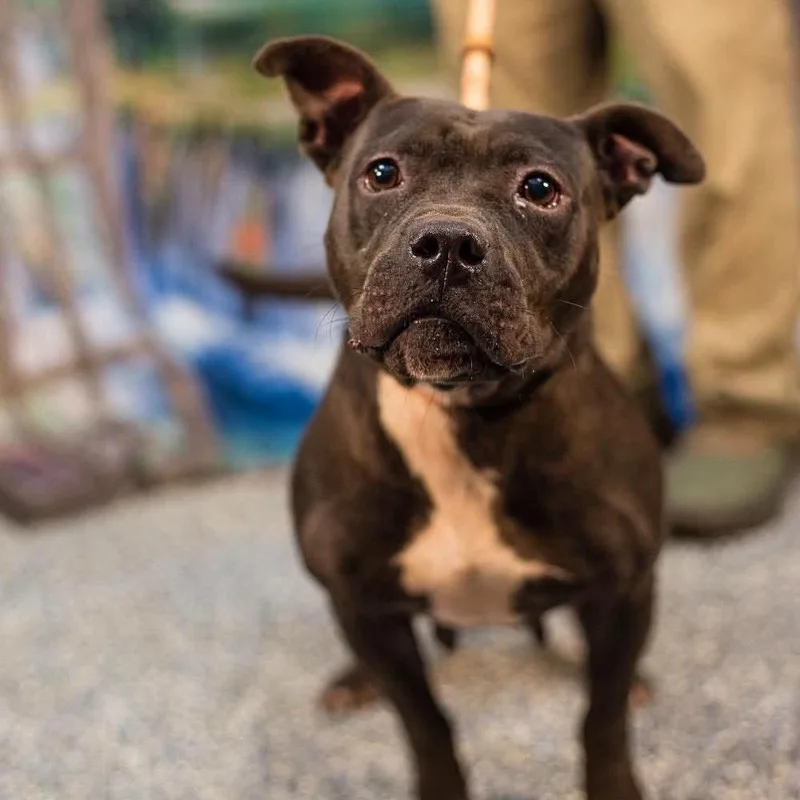 A young medium-sized female Pit Bull Terrier dog named Lucy for adoption in Washington, DC