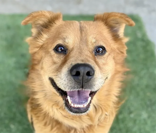 A senior large-sized male Chow Chow dog named Syllas for adoption in Tucson, AZ