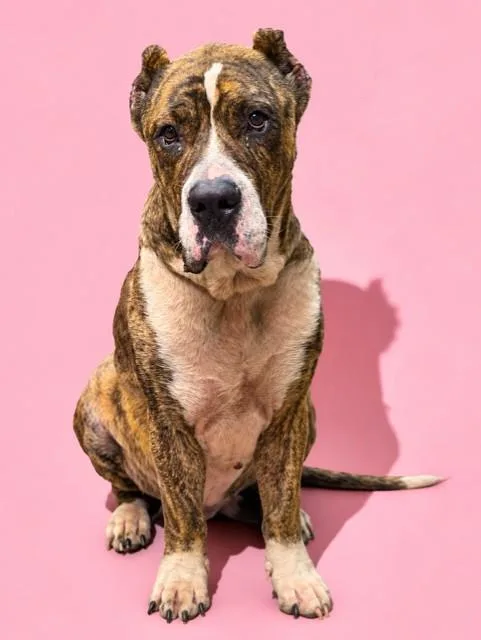 An adult large-sized male Mixed Breed dog named Raymond for adoption in Jacksonville, FL