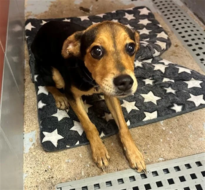 A baby small-sized male Labrador Retriever dog named Buddy for adoption in Houston, TX