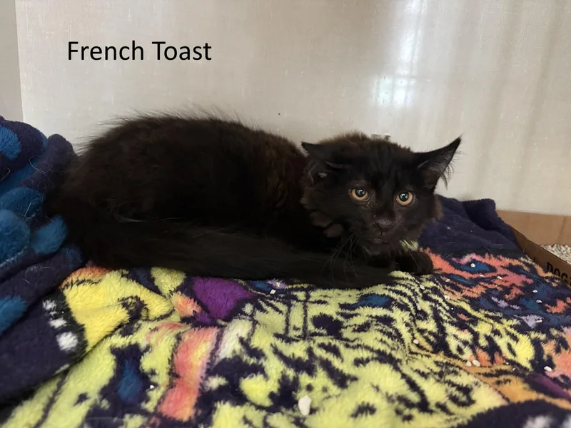 A baby medium-sized male Domestic Medium Hair cat named French Toast for adoption in Vernon, NJ