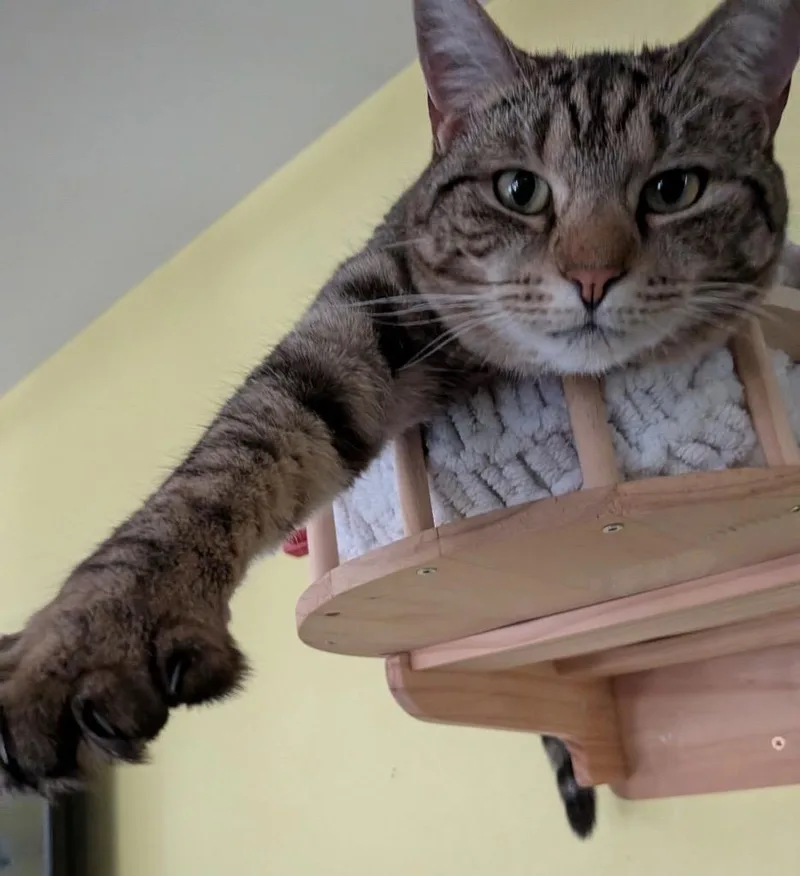 An adult small-sized female Domestic Short Hair cat named Cupcake for adoption in Gorham, ME