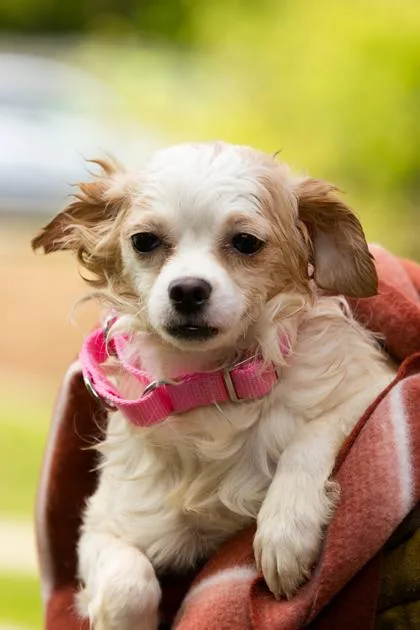 An adult small-sized female Mixed Breed dog named Magnolia for adoption in West Chester, PA