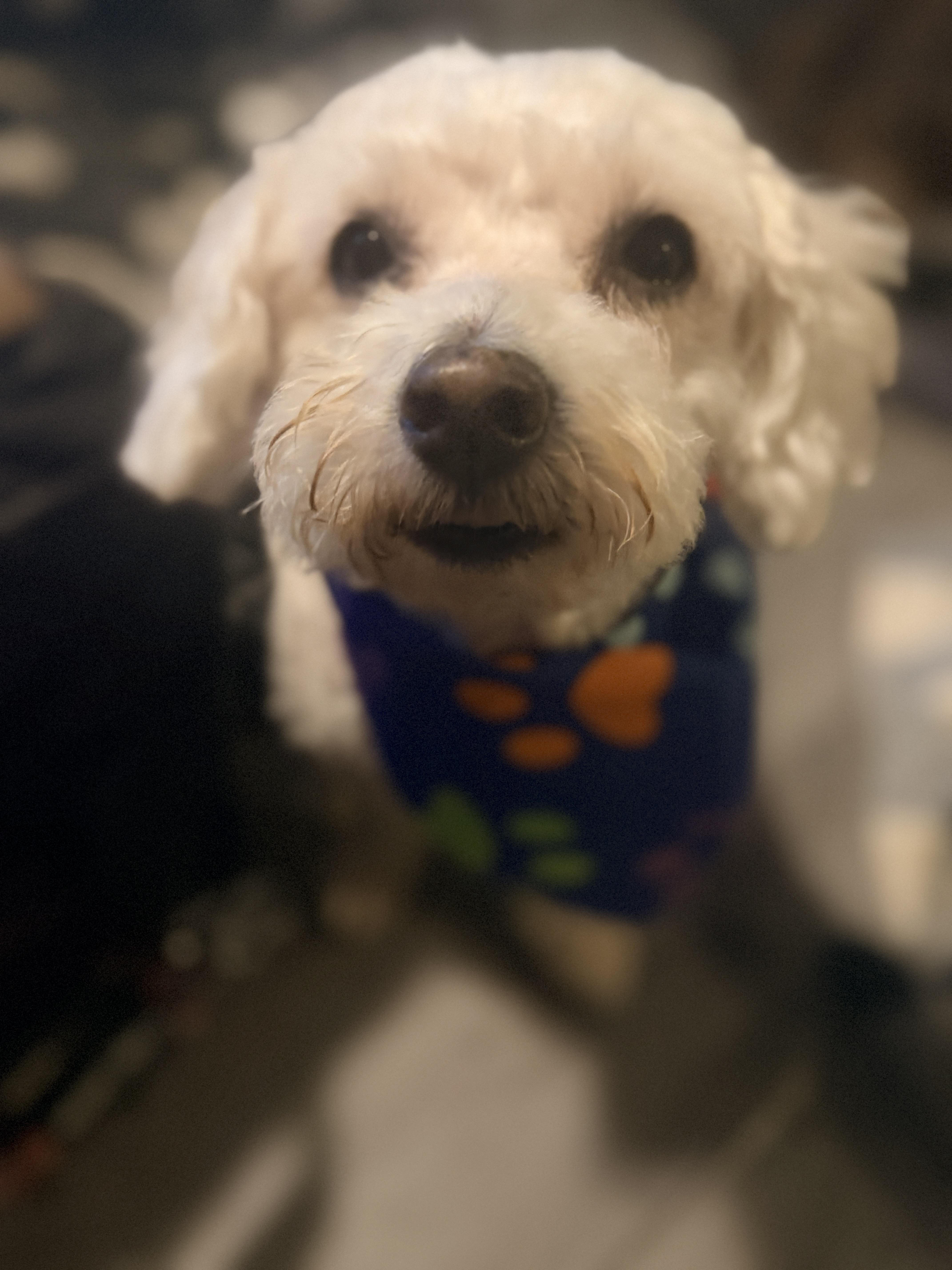 A senior small-sized male White / Cream Miniature Poodle dog named Baby Tofu for adoption in Wills Point, TX