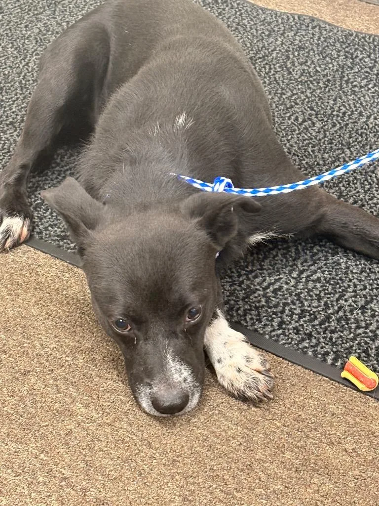 A young medium-sized female Mixed Breed dog named Shelby for adoption in Effingham, SC